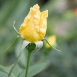黄色いバラのつぼみ